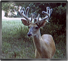 Trailcam