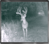 Trailcam