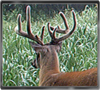 Trailcam