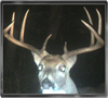 Trailcam