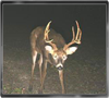 Trailcam