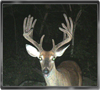 Trailcam