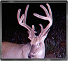 Trailcam