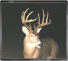 Trailcam