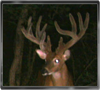 Trailcam
