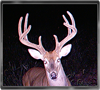 Trailcam