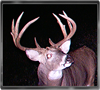 Trailcam