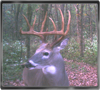 Trailcam