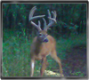 Trailcam