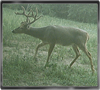 Trailcam
