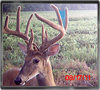 Trailcam