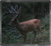 Trailcam