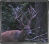 Trailcam