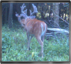 Trailcam