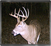 Trailcam