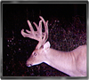 Trailcam