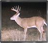 Trailcam