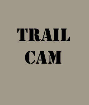 Trailcam Photos